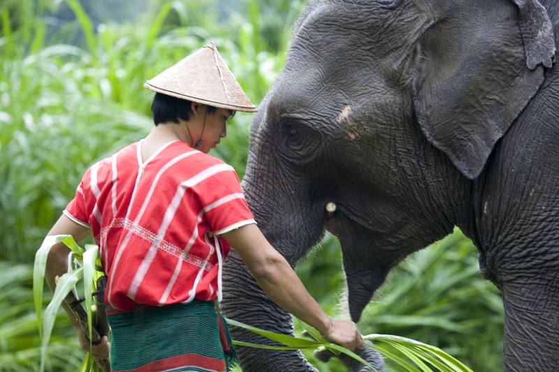 Elefantenpfleger mit Elefant im Grünen